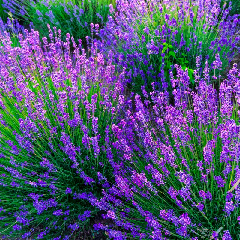 Provence Lavender Live Plant 2-4 Inch Potted Starter Plant