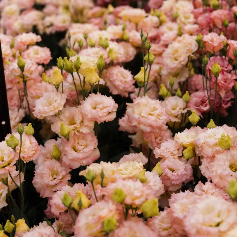 Lisianthus Plugs - 2 Bright Pink & Yellow Flower Plants - 2-4'' Tall