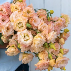 Lisianthus Plugs - 2 Bright Pink & Yellow Flower Plants - 2-4'' Tall