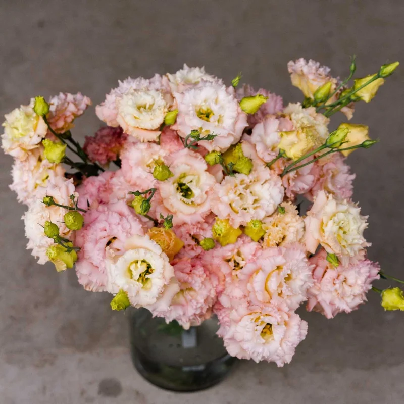 Lisianthus Plugs - 2 Bright Pink & Yellow Flower Plants - 2-4'' Tall