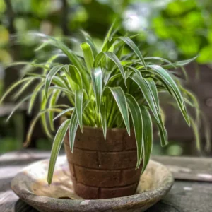 Variegated Spider Plant Plug 2-4 inch - Live Indoor Plant