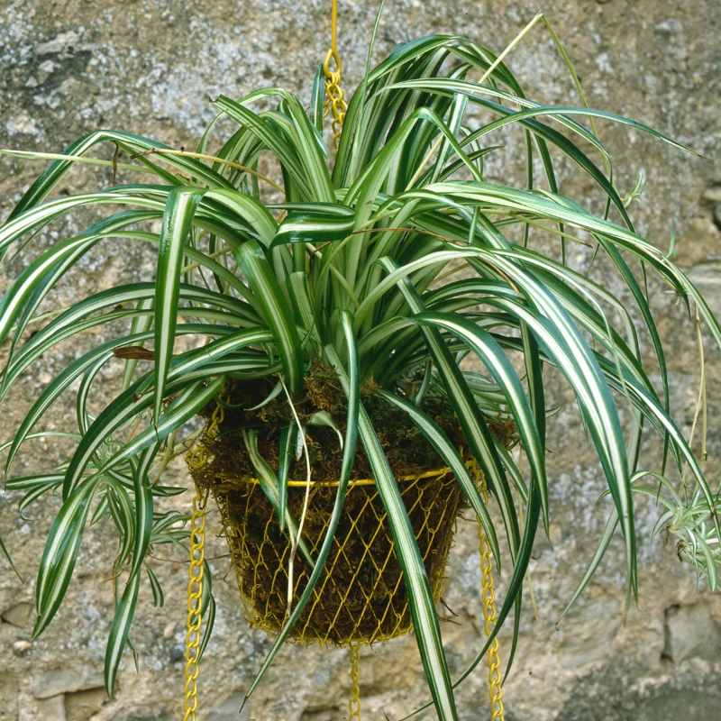 Variegated Spider Plant Plug 2-4 inch - Live Indoor Plant