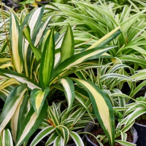 Variegated Spider Plant Plug 2-4 inch - Live Indoor Plant