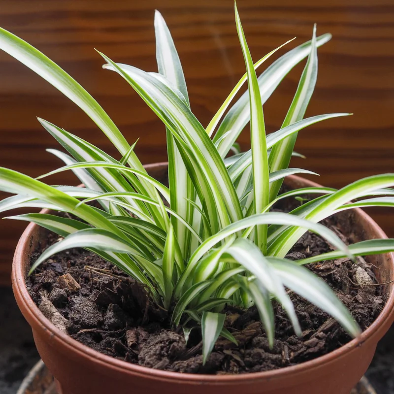 Variegated Spider Plant Plug 2-4 inch - Live Indoor Plant