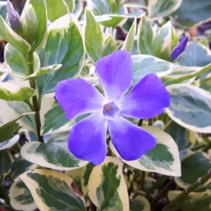 Periwinkle Vinca Variegated Major Plug Set of 2, 2-4'' Tall Flowering Plant