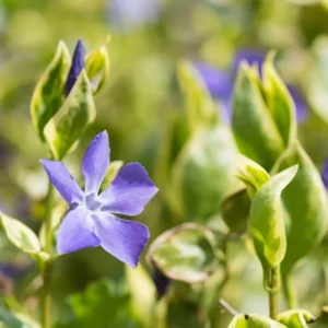Periwinkle Vinca Variegated Major Plug Set of 2, 2-4'' Tall Flowering Plant