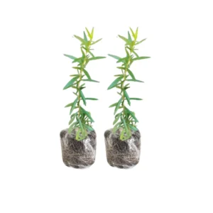 French Tarragon Plugs Set - Live Herb Plant - 2-3 Inches