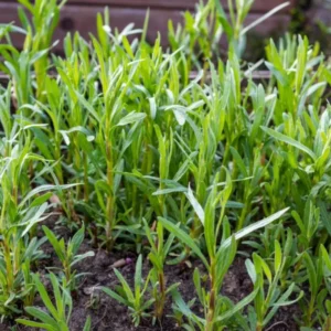French Tarragon Plugs Set - Live Herb Plant - 2-3 Inches