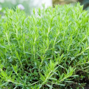French Tarragon Plugs Set - Live Herb Plant - 2-3 Inches