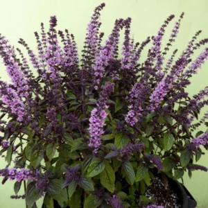 African Blue Basil Plant 2-3 Inches - Culinary Herb Starter Plant
