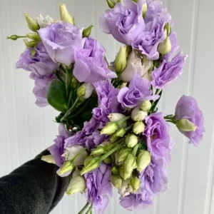 Eustoma Lisianthus Live Plant - Pastel Blue Flowers 2-4'' Tall