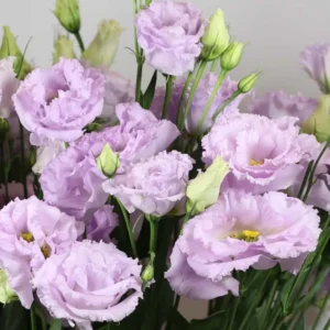 Eustoma Lisianthus Live Plant - Pastel Blue Flowers 2-4'' Tall