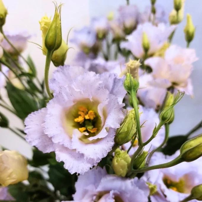 Eustoma Lisianthus Live Plant - Pastel Blue Flowers 2-4'' Tall