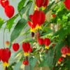 Abutilon Chinese Lantern Plant Starter - 2-4'' Tall Blooming Flower Plant