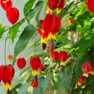 Abutilon Chinese Lantern Plant Starter - 2-4'' Tall Blooming Flower Plant