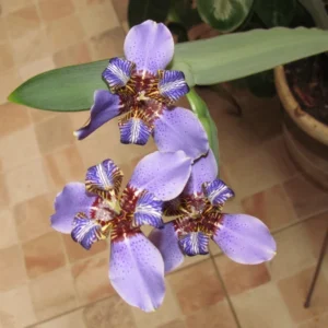 Walking Iris Plant Set - 4 Purple Iris Plugs, 2-4'' Tall - Easy Grow