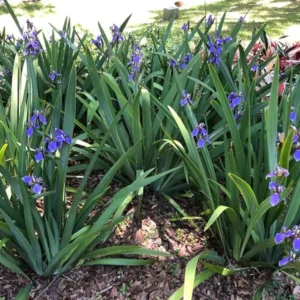 Walking Iris Plant Set - 4 Purple Iris Plugs, 2-4'' Tall - Easy Grow