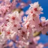 Flowering Cherry Tree Live Plant 2.5-Inch Pot Pink Blossom
