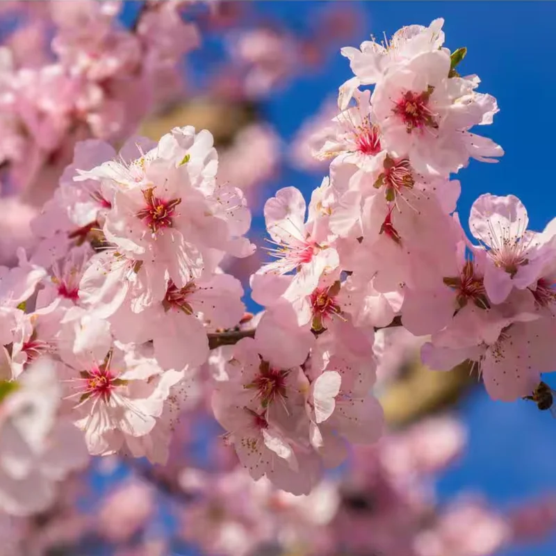 Flowering Cherry Tree Live Plant 2.5-Inch Pot Pink Blossom