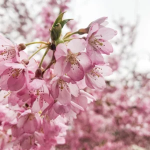 Flowering Cherry Tree Live Plant 2.5-Inch Pot Pink Blossom