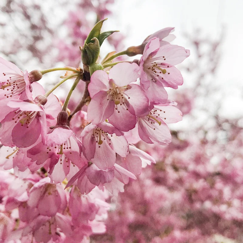 Flowering Cherry Tree Live Plant 2.5-Inch Pot Pink Blossom