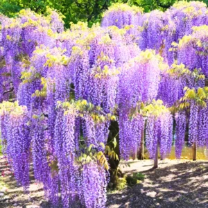 Purple Wisteria Vine Live Plant - 2.5