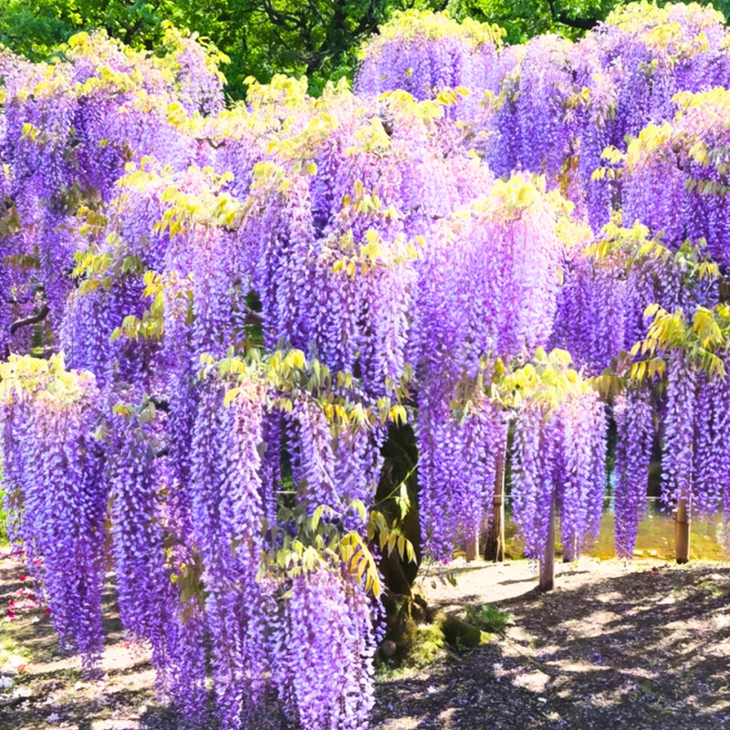 Purple Wisteria Vine Live Plant - 2.5" Pot - Climbing Garden Plant
