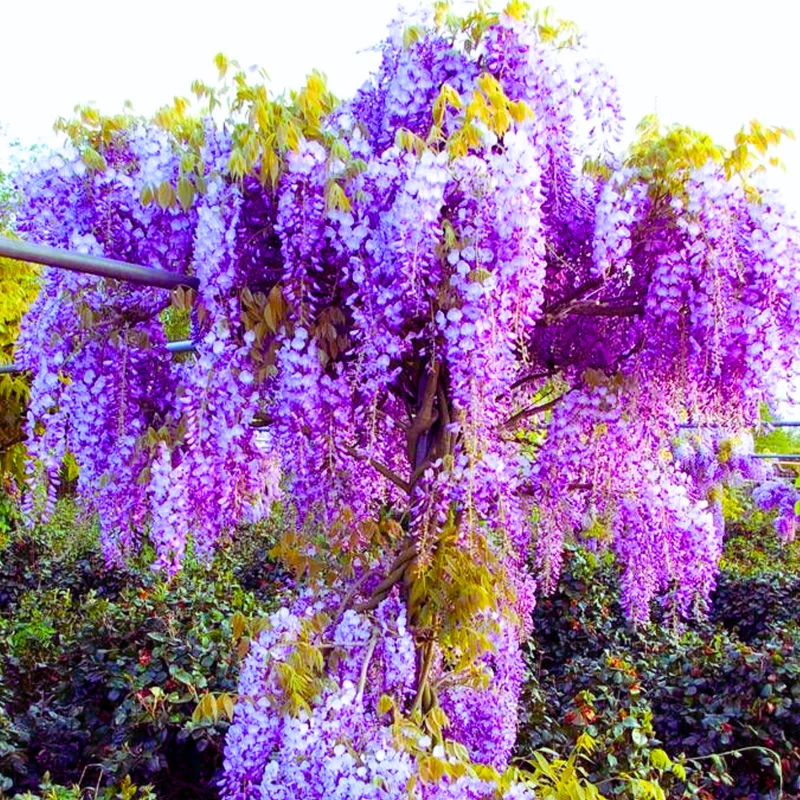 Purple Wisteria Vine Live Plant - 2.5" Pot - Climbing Garden Plant