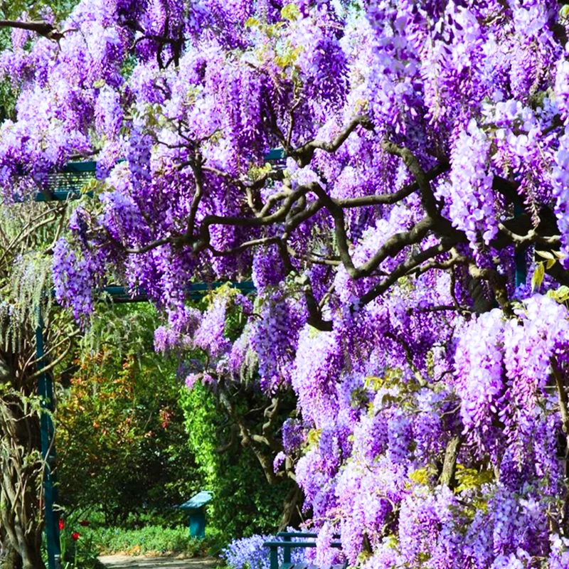 Purple Wisteria Vine Live Plant - 2.5" Pot - Climbing Garden Plant