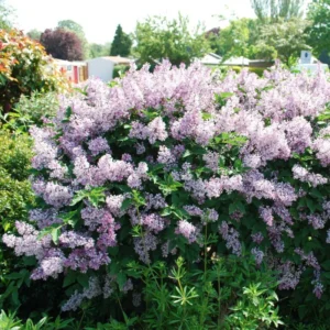 Miss Kim Lilac Shrub - Dwarf Fragrant Lilac Plant - Quart Pot - Garden Patio