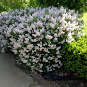 Miss Kim Lilac Shrub - Dwarf Fragrant Lilac Plant - Quart Pot - Garden Patio
