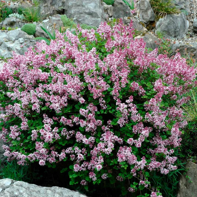 Miss Kim Lilac Shrub - Dwarf Fragrant Lilac Plant - Quart Pot - Garden Patio