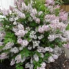 Miss Kim Lilac Shrub - Dwarf Fragrant Lilac Plant - Quart Pot - Garden Patio