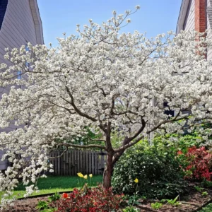 White Dogwood Tree Quart Pot Ornamental Flowering Tree 8-14 inch Tall