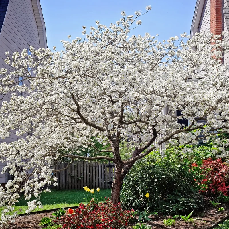 White Dogwood Tree Quart Pot Ornamental Flowering Tree 8-14 inch Tall