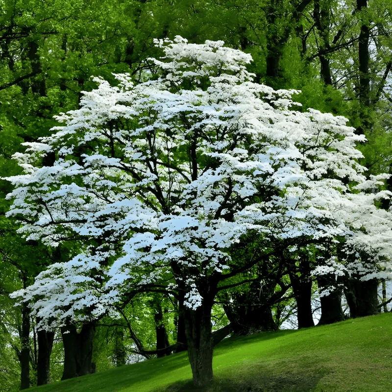 White Dogwood Tree Quart Pot Ornamental Flowering Tree 8-14 inch Tall