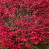 Dwarf Burning Bush Plants - 5 Bare Root Shrubs for Fall Color