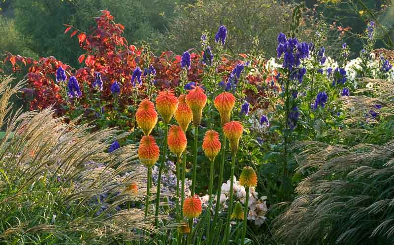 red white and blue flowers for patriotic garden
