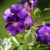 Blue Tibouchina Plant Live - 5-7 Inch Flowering Bush Shrub for Garden