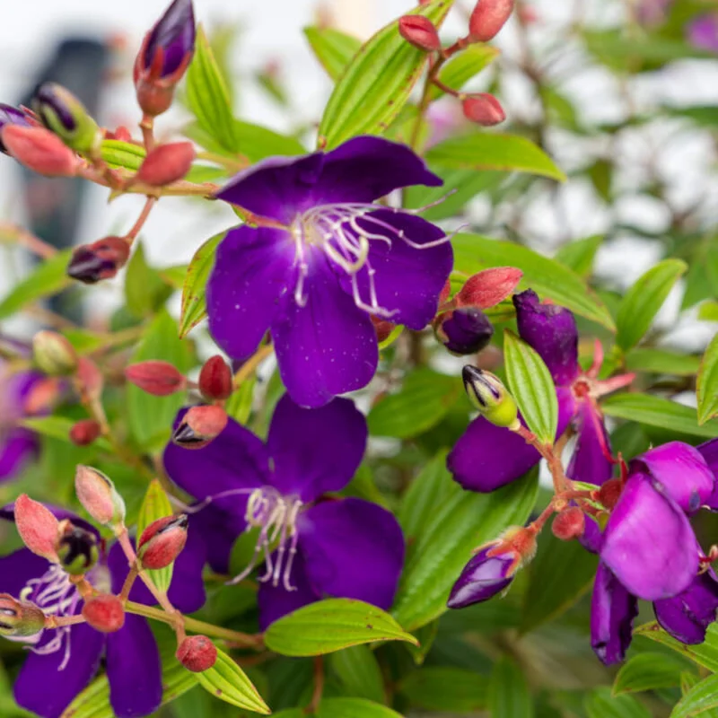 Blue Tibouchina Plant Live - 5-7 Inch Flowering Bush Shrub for Garden
