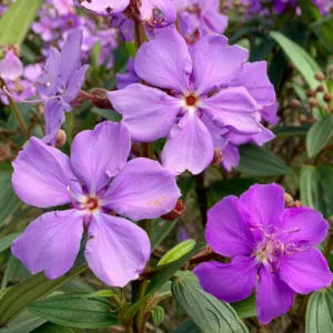 Blue Tibouchina Plant Live - 5-7 Inch Flowering Bush Shrub for Garden