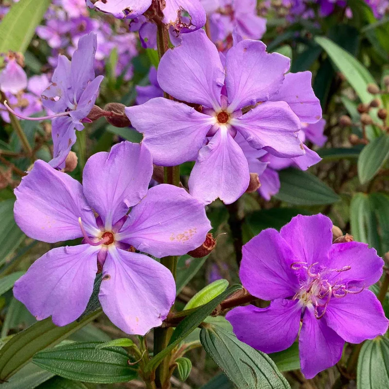 Blue Tibouchina Plant Live - 5-7 Inch Flowering Bush Shrub for Garden