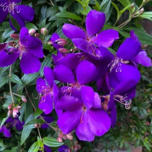 Blue Tibouchina Plant Live - 5-7 Inch Flowering Bush Shrub for Garden