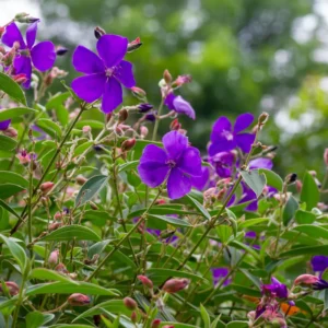 Blue Tibouchina Plant Live - 5-7 Inch Flowering Bush Shrub for Garden