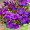 Tibouchina Plant Set - Live Purple Flower Shrubs, 4-8 Inch Tall