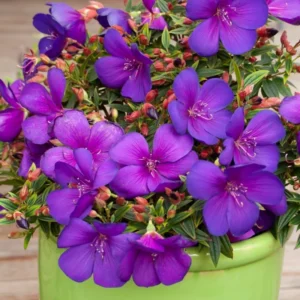 Tibouchina Plant Set - Live Purple Flower Shrubs, 4-8 Inch Tall