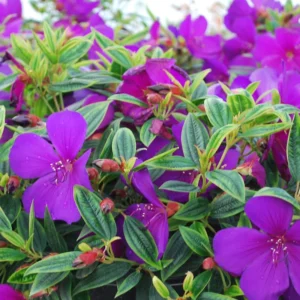 Tibouchina Plant Set - Live Purple Flower Shrubs, 4-8 Inch Tall