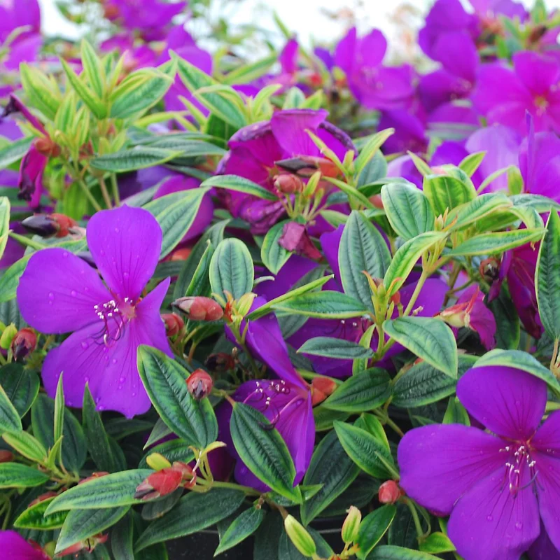 Tibouchina Plant Set - Live Purple Flower Shrubs, 4-8 Inch Tall