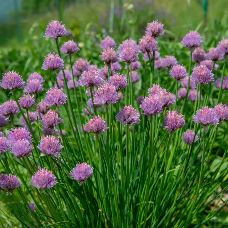Chives Live Plants - Hardy Garlic Chives, Heirloom Leeks - 4-7 Inches