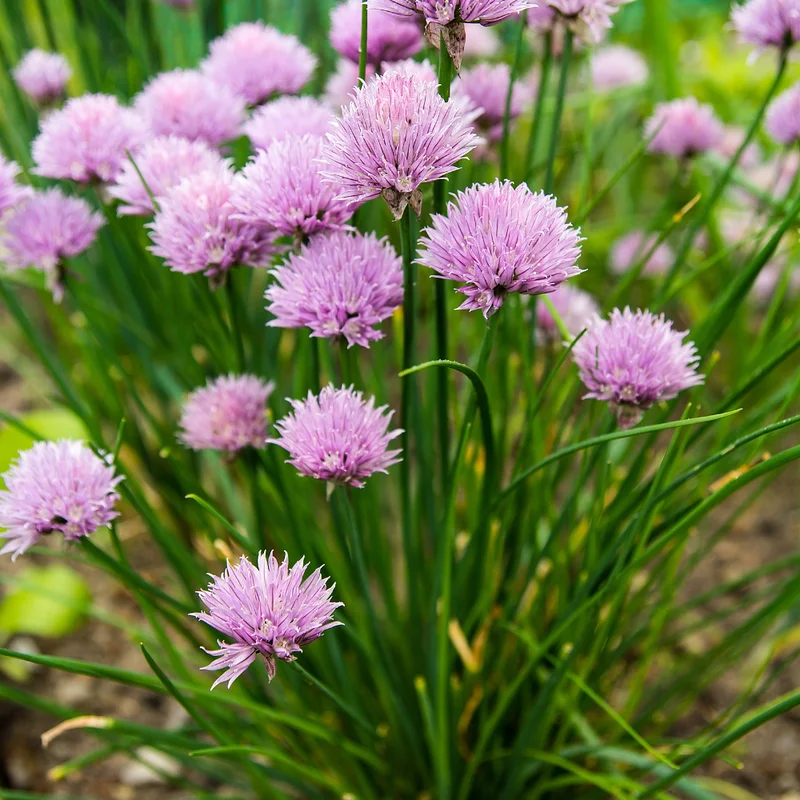 Chives Live Plants - Hardy Garlic Chives, Heirloom Leeks - 4-7 Inches